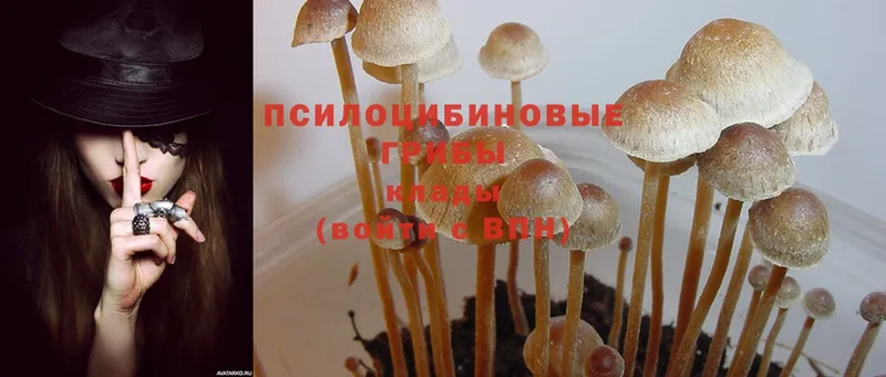 Псилоцибиновые грибы Cubensis  Белокуриха 